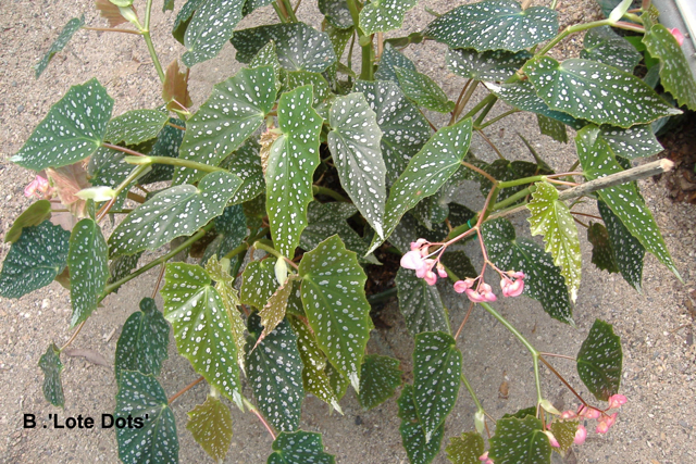 B. ‘Lote Dots’